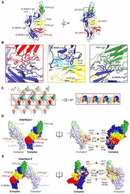 LAR-RPTP Clustering Is Modulated by Competitive Binding between Synaptic Adhesion Partners and Heparan Sulfate